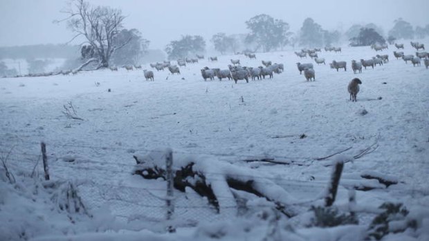 Cold comfort farm: Sheep seek shelter from the snow in a paddock near Jenolan Caves.