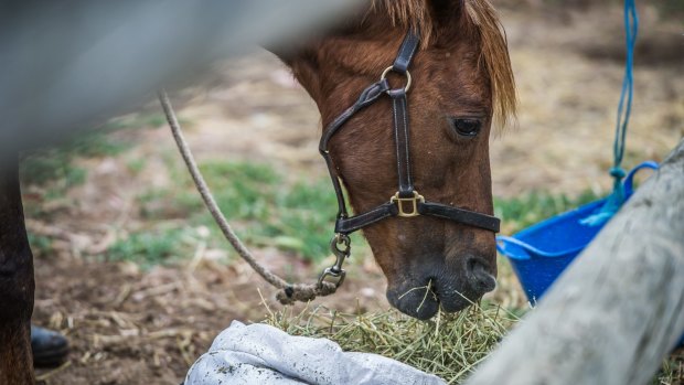 Should the changes be accepted it will remain illegal to slaughter domesticated horses for human consumption in South Australia.