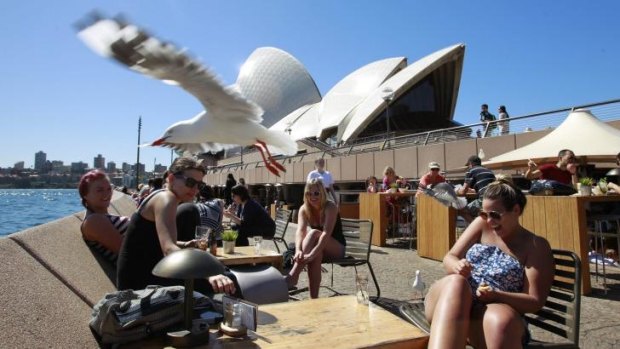 Out of control: Seagulls divebomb patrons at the Sydney Opera House. 