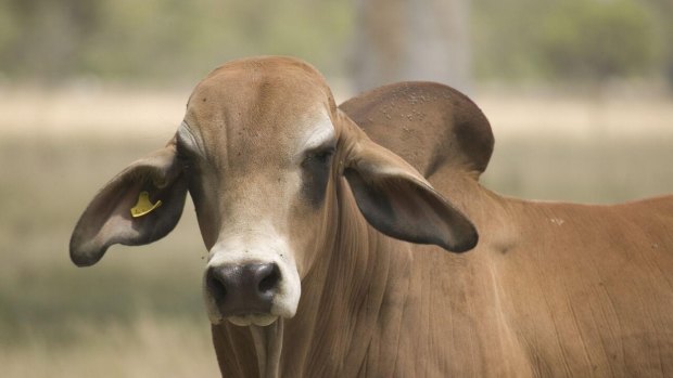 The Brahman cattle of northern Australia have been the subject of work in genetics and methane gas reduction.