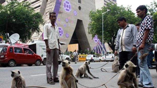 On guard ... trained langurs and their handlers outside the Commonwealth Games office in Delhi. Their job is to scare away smaller monkeys that are a nuisance.
