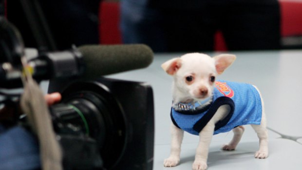 Diego the Chihuahua in the media spotlight after an alleged attempted robbery.