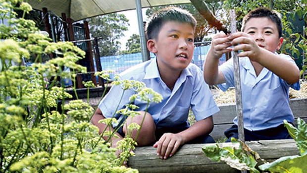 Hot plot ... Edmond Hua and Tommy Tran tend the garden at Sacred Heart Primary.