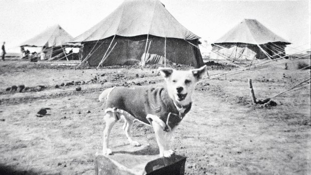 Horrie the war dog in Syria.
