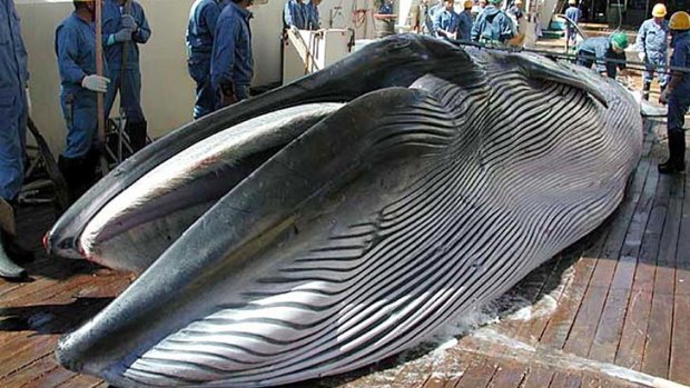 Australia is urging Japan to follow South Korea's lead to abandon plans for scientific whaling.