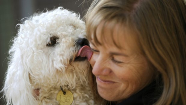 A poodle found in Werribee, with Sue Conroy of The Lost Dogs' Home.