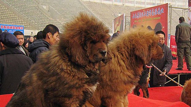 Puppies at the "China Northern 2011 Tibetan Mastiff Exposition" in February.