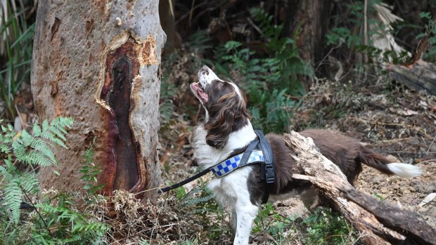 Police dog are also being used to help locate the body of Matthew Leveson. 