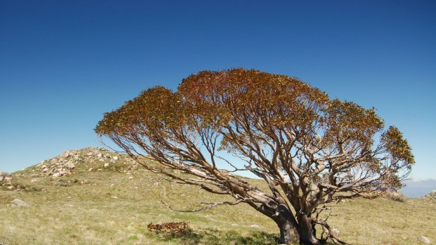 An icon of Mount Stirling, this tree is estimated at more than 500 years old, and is the only tree on the Mount Stirling summit area.