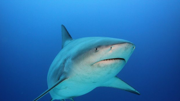 The man was attacked by a bull shark as he swam just metres from a boat.