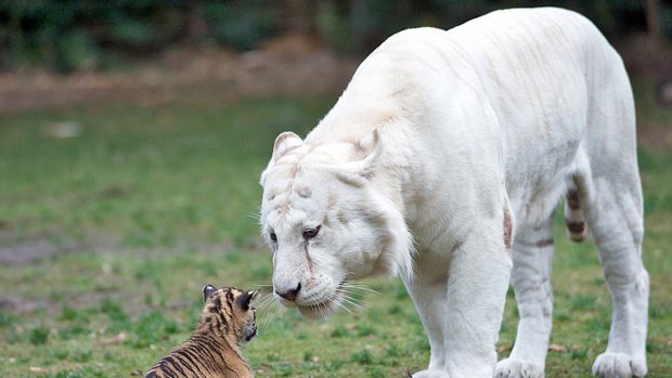 Mohan with tiger cub Sali at Dreamworld.