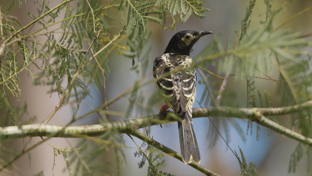 The endangered songbird learning its song again