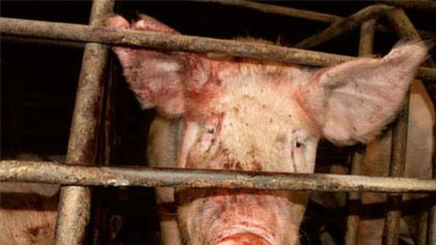 Cruel ... sow stalls are to be phased out in New Zealand.