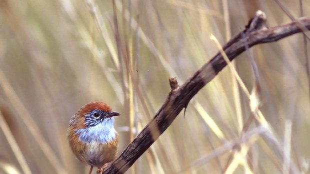 The Mallee emu-wren, left,  and fairy terns.