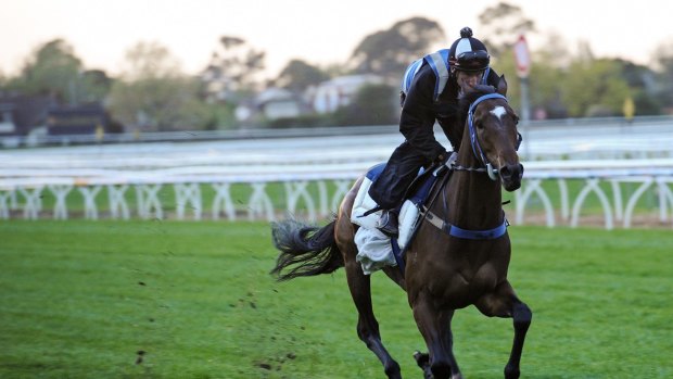 In the mix: One-time emergency Peter Moody's Lidari is now among the most fancied runners for the Caulfield Cup.