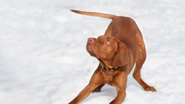 Do you think your dog would like a romp in the snow?