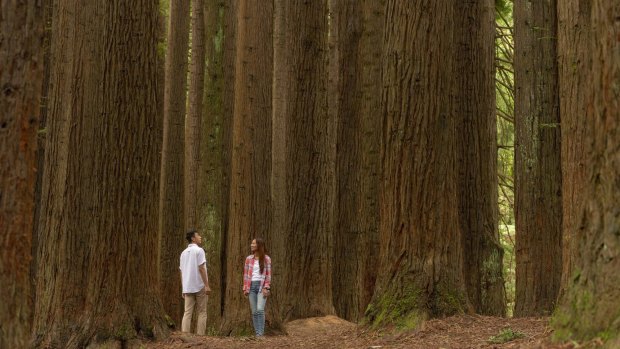 The California redwood forest in the Aire Valley Reserve, bordering the Great Otway National Park, has been described as one of the best-kept secrets in Victoria.