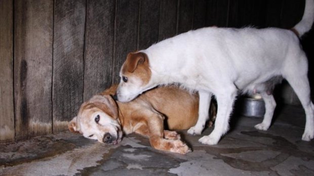 A deceased pregnant dog lies unattended in its cell on October 19, 2014