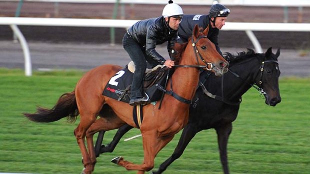 What a difference a few days make: Quintessential (left) was retired to stud after a sub-par gallop on Tuesday; Silent Achiever (right) is among the Caulfield Cup contenders.