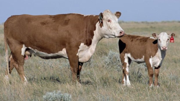 L1 Dominette 01449 stands with her calf at a US Department of Agriculture (USDA) research laboratory in Montana, USA.