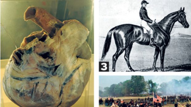 The great horses who rest in pieces: From 1-5: Phar Lap's heart (1); an ink-well made from Carbine's hoof (2); an illustration of Archer (3); American general exhibits (4) and the Living Legends facility at Greenvale (5).