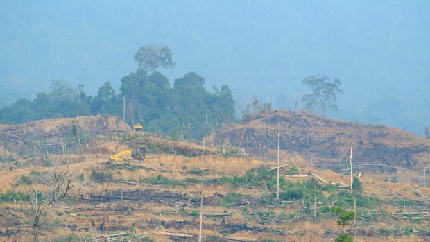  Aceh's wilderness is being illegally cleared to make way for palm oil plantations.