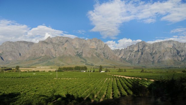 Vineyard in the hills of Franschhoek, Cape Town, South Africa.