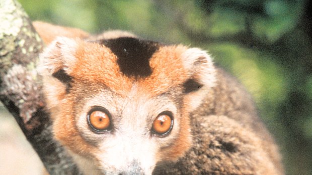 Lemurs are native to only one country, where forest-clearing threatens their habitat.