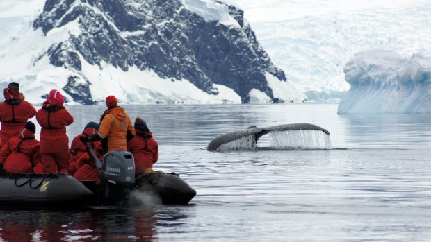 Getting up close with whales.