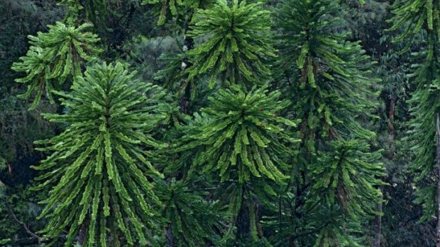 Wollemi pines are our dinosaur-era trees..