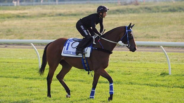 Lucky Nine gets in a trackwork session at the Werribee International Horse Centre on Sunday.