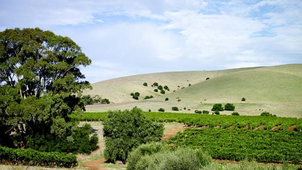 Vineyards among the rolling hills of Barossa.