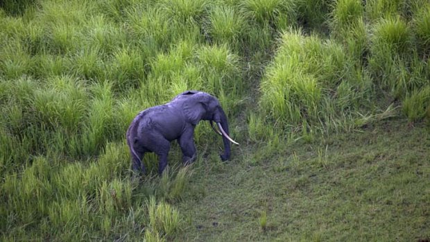 At risk ... conservation groups estimate poachers kill tens of thousands of elephants a year.
