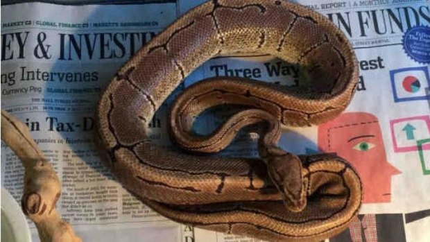 A ball python found wrapped around the neck of a pedicab driver in downtown San Diego was seized by animal officials. The driver was arrested on suspicion of drunk driving. 