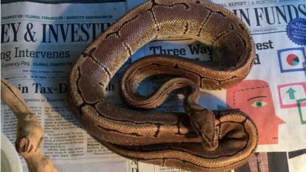 Pedicab driver was driving drunk while wearing a python in San Diego ...