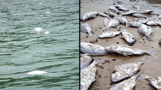 Horror haul ... dead fish floating and washed up on the Coromandel Peninsula.