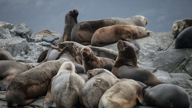 Sea lions lounge on an island near Ushuaia.