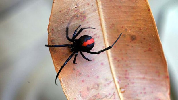 Threat: New research reveals that redback spider antivenom is not as effective as first thought.