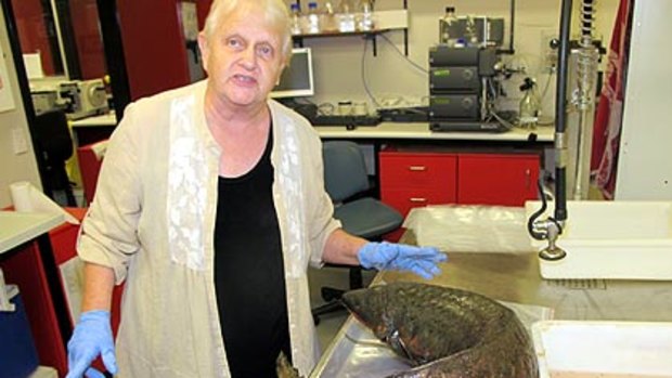 Dr Anne Kemp, from the University of Queensland’s Centre for Marine Science, wants government to do more to protect lungfish.