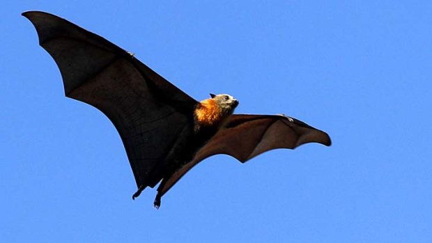 The new virus is similar to strains caused by bats.