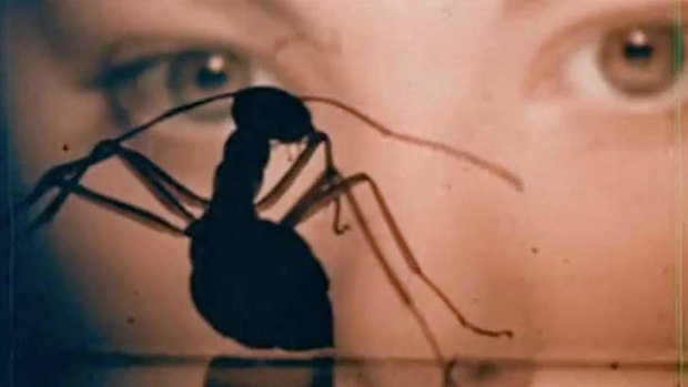 Saul Bass's 1974 feature film <i>Phase IV</i>, about hyper-intelligent ants.