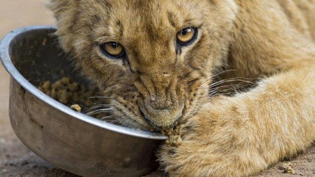 A lion cub who doesn't want to share his meal.
