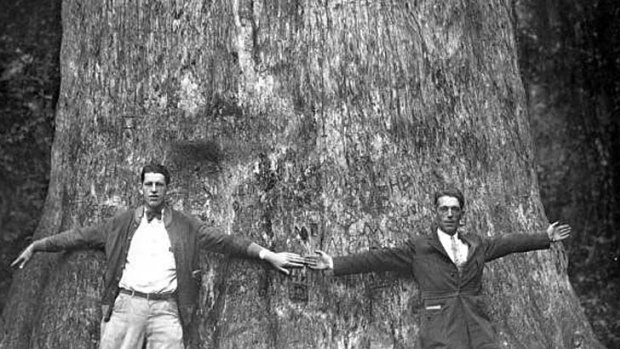 In this 1920s photo from the Florida State Archives, two men stand together and spread their arms to give an indication of the size of "The Senator".