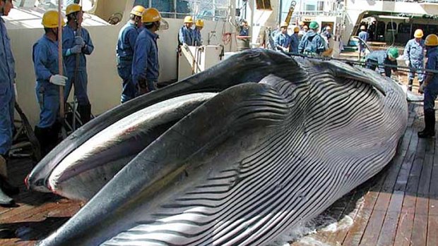 A lawsuit seeks to prevent the Sea Shepherd from interfering with Japan's annual whale hunt.