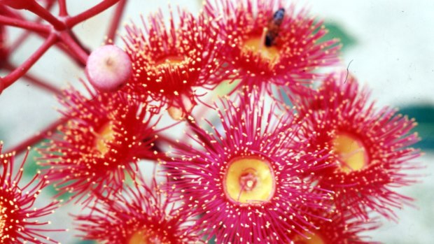 The spectacular blossoms of the "summer red" flowering gum. 