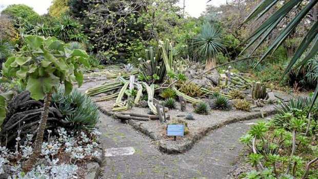 The Royal Botanic Gardens' Arid Garden was vandalised overnight, with around 80 per cent of the columnar cacti and succulents destroyed.