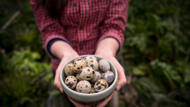 Quail eggs are much smaller than chook eggs.