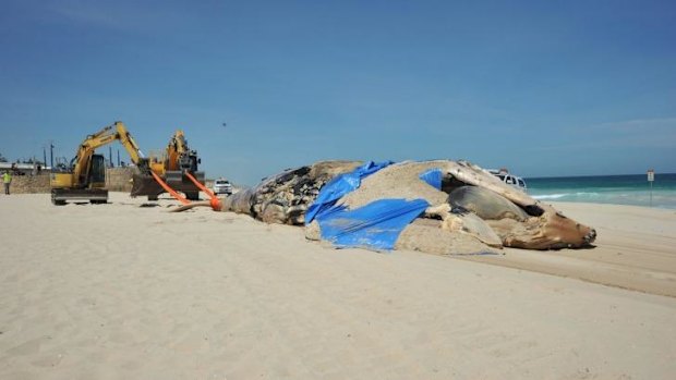 Heavy equipment was brought in to shift the carcass. 