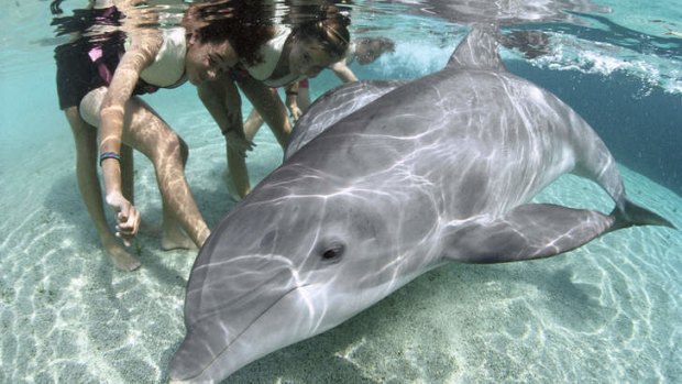 Thrillseekers: Children swim with a dolphin in Hawaii.