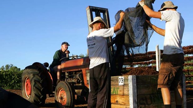 Down on the farm: Backpackers at work on an Australian fruit growing property.